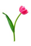 Mooie tulp die op wit wordt geïsoleerdc stock afbeelding Mooie tulp die op wit wordt geïsoleerdc stock afbeelding
