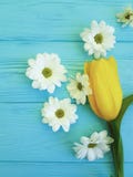 Mooie tulpen van de dag van de groetmoeders van de chrysantenviering, op een blauwe houten achtergrond stock afbeeldingen Mooie tulpen van de dag van de groetmoeders van de chrysantenviering, op een blauwe houten achtergrond stock afbeeldingen