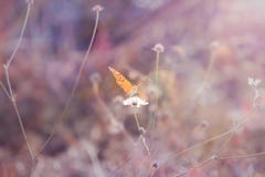 Mooie vlinder op een grassprietje in het bos het fabelachtige stemmen en zachte nadruk royalty-vrije stock afbeelding Mooie vlinder op een grassprietje in het bos het fabelachtige stemmen en zachte nadruk royalty-vrije stock afbeelding