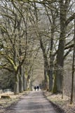 Mooie weg met oude bomen op een zonnige dag in Kassel, Duitsland stock foto Mooie weg met oude bomen op een zonnige dag in Kassel, Duitsland stock foto