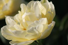 Mooie Witte Bloem stock foto Mooie Witte Bloem stock foto