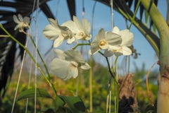 Mooie witte orchidee De achtergrond van de hemel royalty-vrije stock fotografie Mooie witte orchidee De achtergrond van de hemel royalty-vrije stock fotografie