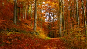 Mooie zonnige dag in het de herfst gouden bos royalty-vrije stock foto Mooie zonnige dag in het de herfst gouden bos royalty-vrije stock foto
