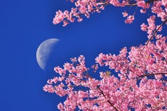 The moon on blue sky with flower foreground Stock Image The moon on blue sky with flower foreground Stock Image