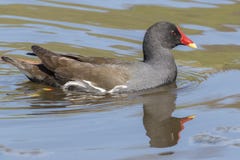 A moorhen on the Ornamental Pond royalty free stock image A moorhen on the Ornamental Pond royalty free stock image