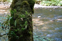 Moos und Farn, die auf Baum vor Fluss wachsen lizenzfreies stockbild Moos und Farn, die auf Baum vor Fluss wachsen lizenzfreies stockbild