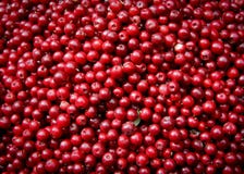 Moosbeeren lizenzfreie stockfotografie Moosbeeren lizenzfreie stockfotografie