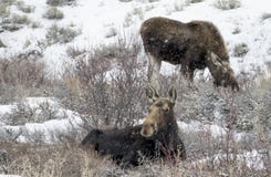 Moose in winter feeding in bushes royalty free stock photos Moose in winter feeding in bushes royalty free stock photos