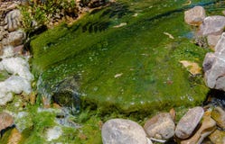 Moosiger bedeckter Felsen in einem Strom lizenzfreie stockbilder Moosiger bedeckter Felsen in einem Strom lizenzfreie stockbilder
