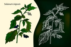 Morelle noire européenne solanum nigrum ou localement morelle, illustration libre de droits Morelle noire européenne solanum nigrum ou localement morelle, illustration libre de droits