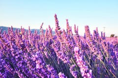 Morgensonnenstrahlen über blühendem Lavendelfeld lizenzfreie stockfotografie Morgensonnenstrahlen über blühendem Lavendelfeld lizenzfreie stockfotografie