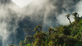 Morgondimma i tät tropisk rainforest royaltyfria bilder Morgondimma i tät tropisk rainforest royaltyfria bilder