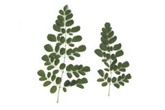 Moringa-Blätter haben die medizinischen Eigenschaften, die auf weißem Hintergrund lokalisiert werden lizenzfreies stockbild Moringa-Blätter haben die medizinischen Eigenschaften, die auf weißem Hintergrund lokalisiert werden lizenzfreies stockbild