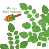 Moringa installatievitaminen stock illustratie Moringa installatievitaminen stock illustratie