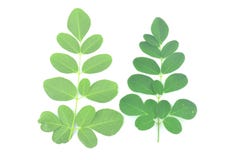Moringa leaves are green herbs. stock photography Moringa leaves are green herbs. stock photography