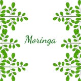 A moringa oleifera, limita 2 na cor ilustração royalty free A moringa oleifera, limita 2 na cor ilustração royalty free