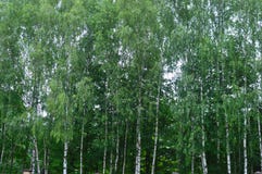 Morning in the birch forest stock image Morning in the birch forest stock image