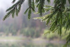 Morning dew on fir tree branches stock photos Morning dew on fir tree branches stock photos
