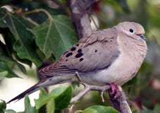 Morning Dove Royalty Free Stock Images