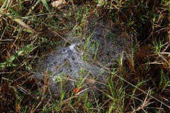 Morning Drops of dew on a spider web on the morning grass, Background dew drops on the grass nature, Background fresh grass with d Stock Images Morning Drops of dew on a spider web on the morning grass, Background dew drops on the grass nature, Background fresh grass with d Stock Images