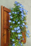 Morning Glory Royalty Free Stock Images Morning Glory Royalty Free Stock Images