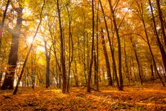 Morning in the Gold Autumn park with sunlight and sunbeams - Be royalty free stock image Morning in the Gold Autumn park with sunlight and sunbeams - Be royalty free stock image