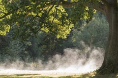 Morning mist rising on Southampton Common royalty free stock photography Morning mist rising on Southampton Common royalty free stock photography