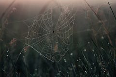 Spider web with water drops royalty free stock image Spider web with water drops royalty free stock image