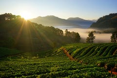 Morning at Strawberry farm at Doi Angkhang. stock images Morning at Strawberry farm at Doi Angkhang. stock images
