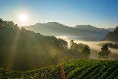 Morning at Strawberry farm at Doi Angkhang. royalty free stock image Morning at Strawberry farm at Doi Angkhang. royalty free stock image