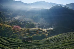 Morning at Tea plantation Doi Angkhang. royalty free stock photography Morning at Tea plantation Doi Angkhang. royalty free stock photography