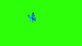 Morpho Menelaus Blue Butterfly Flying on a Green Background. Beautiful 3d animation. 4K
