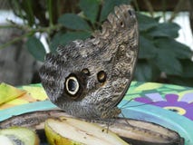 Morpho Menelaus голубое смотря вне на дне и усмехаться стоковая фотография rf Morpho Menelaus голубое смотря вне на дне и усмехаться стоковая фотография rf