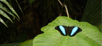 Morpho-peleides oder blaues morpho, ein sehr großes Schwarzes mit dem blauen Schmetterling gefunden im Amazonas stockbilder Morpho-peleides oder blaues morpho, ein sehr großes Schwarzes mit dem blauen Schmetterling gefunden im Amazonas stockbilder