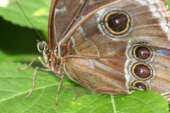 Morpho S Pose Royalty Free Stock Images
