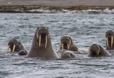 Morses dans une eau dans le Svalbard Morses dans une eau dans le Svalbard