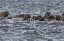 Morses dans une eau dans le Svalbard Morses dans une eau dans le Svalbard