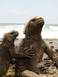 Morskie iguany na isla Santa cruz Galapagos wyspach zdjęcie stock Morskie iguany na isla Santa cruz Galapagos wyspach zdjęcie stock