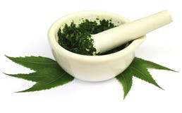 Mortier et pilon avec les feuilles médicinales de neem image libre de droits Mortier et pilon avec les feuilles médicinales de neem image libre de droits