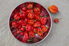 Moruga Scorpion - Chili Peppers Royalty Free Stock Photos