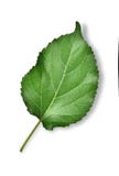 Morus Linn alba sur le fond blanc photos stock Morus Linn alba sur le fond blanc photos stock