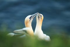 Morusbassanus Helgoland Gefotografeerd in de Noordzee Helgoland stock afbeeldingen Morusbassanus Helgoland Gefotografeerd in de Noordzee Helgoland stock afbeeldingen