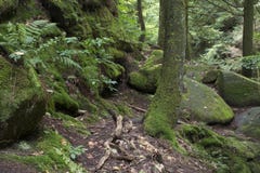 Mos behandelde rotsen en bomen met varens stock afbeeldingen Mos behandelde rotsen en bomen met varens stock afbeeldingen