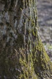 Mos-behandelde schors van een oude boom op een vage grasachtergrond in het bos royalty-vrije stock afbeeldingen Mos-behandelde schors van een oude boom op een vage grasachtergrond in het bos royalty-vrije stock afbeeldingen