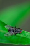 A mosca está sentando-se em uma folha, domestica do Musca, foto macro fotografia de stock A mosca está sentando-se em uma folha, domestica do Musca, foto macro fotografia de stock