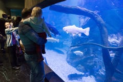 Mosca, Russia - 10 dicembre 2016 La gente intorno all'acquario in oceanarium della città del croco a Krasnogorsk immagini stock libere da diritti Mosca, Russia - 10 dicembre 2016 La gente intorno all'acquario in oceanarium della città del croco a Krasnogorsk immagini stock libere da diritti