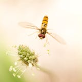 Mosca in volo in natura Macro fotografia stock libera da diritti Mosca in volo in natura Macro fotografia stock libera da diritti
