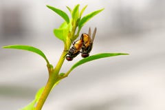 Moscas domésticas que se acoplan en el tallo de flor - reproducción del insecto fotos de archivo Moscas domésticas que se acoplan en el tallo de flor - reproducción del insecto fotos de archivo