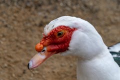 Moschata van Cairina van de Muscovyeend stock afbeeldingen Moschata van Cairina van de Muscovyeend stock afbeeldingen