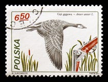 Greylag Goose (Anser anser), Hunting serie, circa 1981 stock photography Greylag Goose (Anser anser), Hunting serie, circa 1981 stock photography